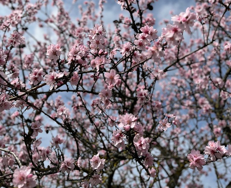 Rosé-colored almond blossom in the Mediterranean Palatinate